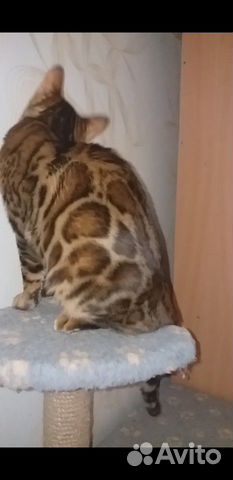 Бенгальский кот вязка купить на Зозу.ру - фотография № 4