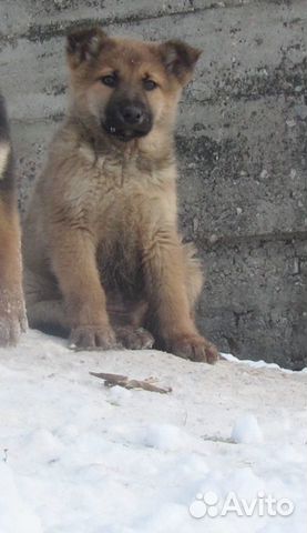Рыжий щенок в деревню купить на Зозу.ру - фотография № 1