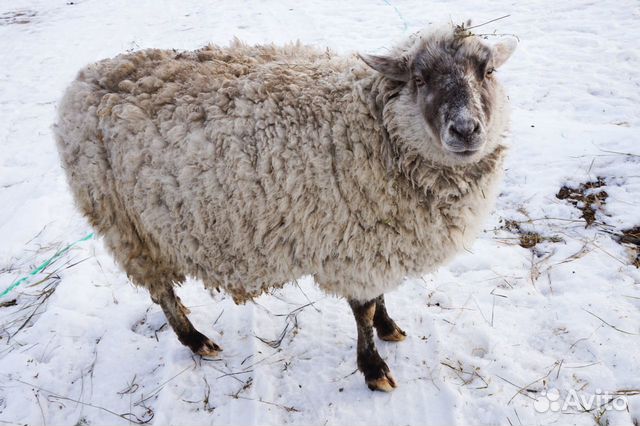 Продаются овцы купить на Зозу.ру - фотография № 1