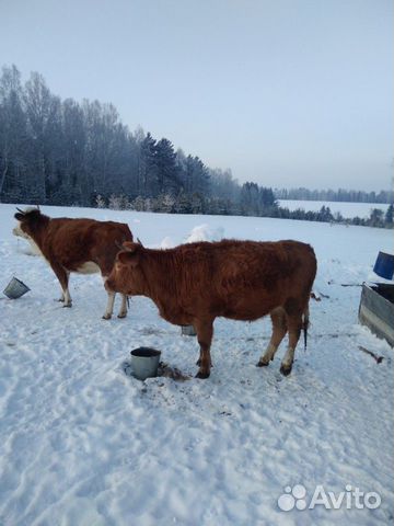 Корова купить на Зозу.ру - фотография № 1