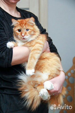 Кот в добрые руки