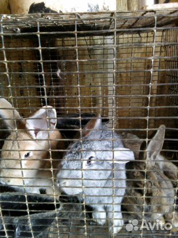 Кролики на племя или на мясо купить на Зозу.ру - фотография № 3