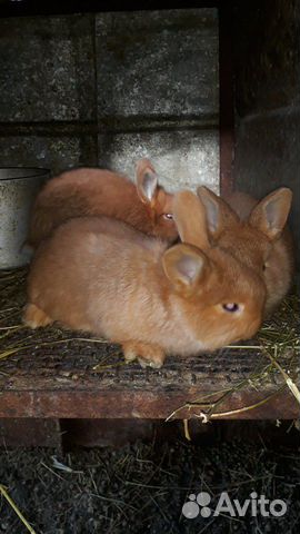 Кролик нзк купить на Зозу.ру - фотография № 4