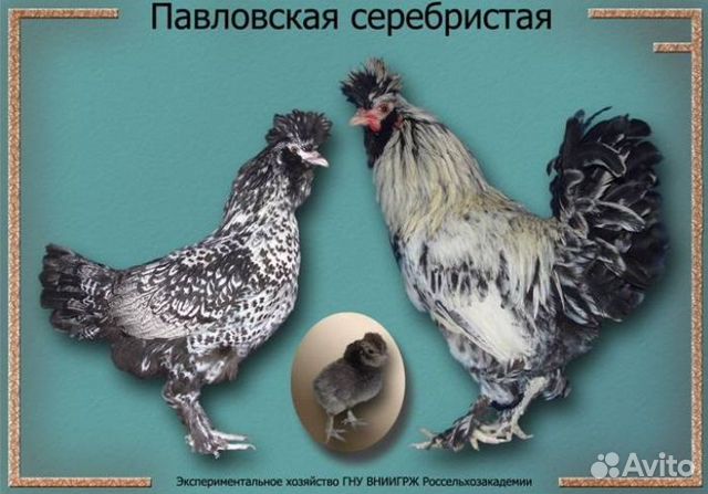 Инкубационное яйцо породистых кур купить на Зозу.ру - фотография № 6