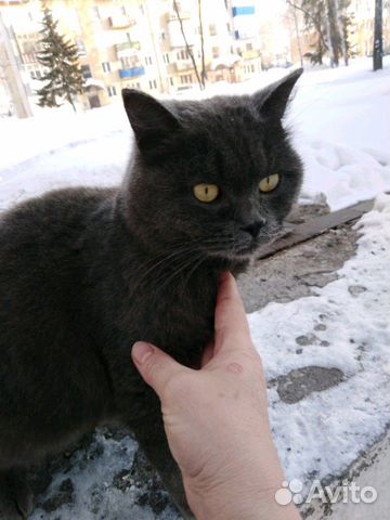 Кошечка и котик купить на Зозу.ру - фотография № 4