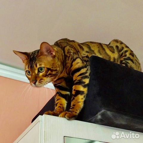 Вязка с бенгальским котом Вязка с бенгальским котом