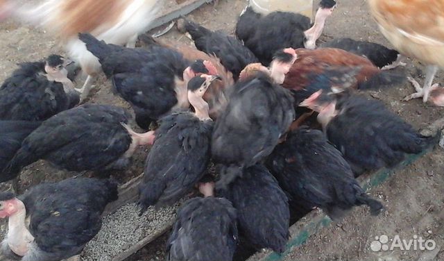 Цыплята суточные, куры молодки купить на Зозу.ру - фотография № 10