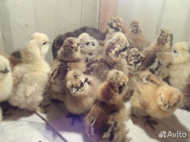 Китайские шелковые цыплята купить на Зозу.ру - фотография № 1