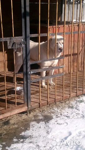 Собака Алабай купить на Зозу.ру - фотография № 1