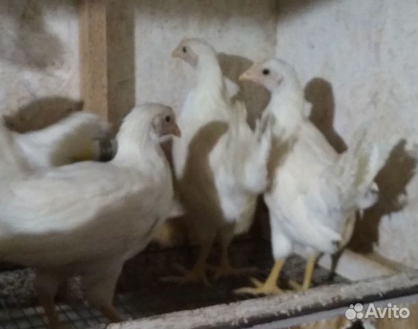 Цыплята молодки купить на Зозу.ру - фотография № 1