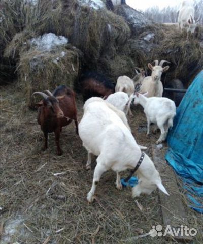Высокоудойные козы купить на Зозу.ру - фотография № 5