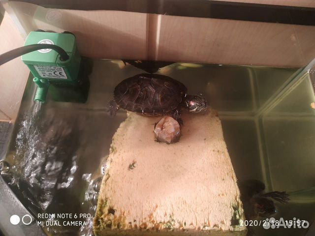 Краснаухие черепахи в месте с аквариумом купить на Зозу.ру - фотография № 1