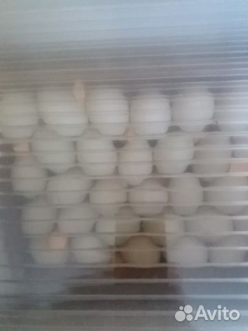 Инкубационное яйцо франция тяжелая линия купить на Зозу.ру - фотография № 2