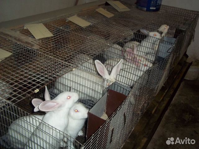 Продам кроликов "Хиколь" купить на Зозу.ру - фотография № 4