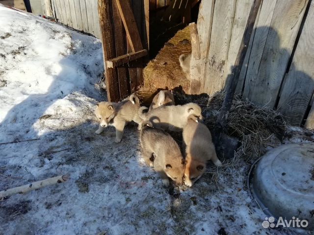 Продам западно сибирских щенят купить на Зозу.ру - фотография № 4
