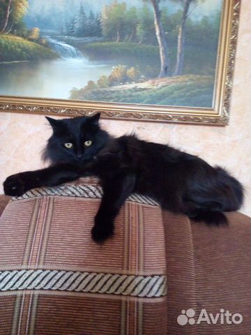 Отдам чёрного кота купить на Зозу.ру - фотография № 1