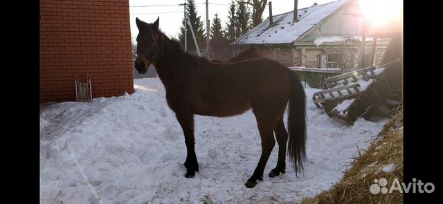 Лошадь, кобылы купить на Зозу.ру - фотография № 1