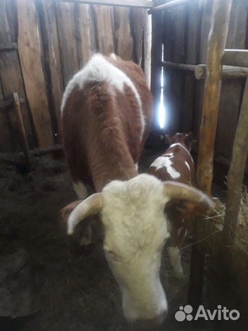 Корова + телёнок герефорд купить на Зозу.ру - фотография № 2