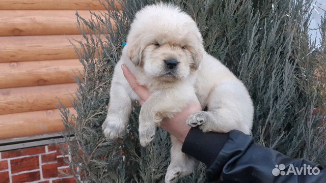 Собака щенки тибетского мастифа купить на Зозу.ру - фотография № 2