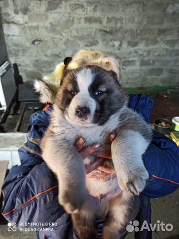Собака алабай купить на Зозу.ру - фотография № 2