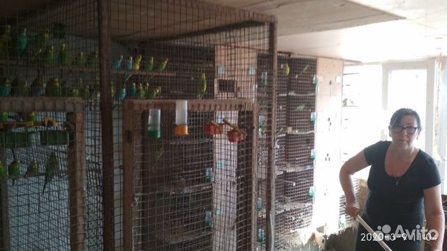 Стадо волнистых попугаев купить на Зозу.ру - фотография № 3