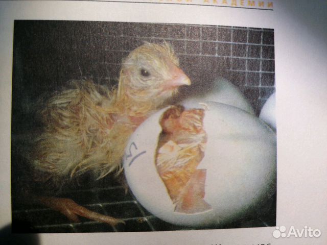 Продам яичных цыплят Род Айленд купить на Зозу.ру - фотография № 1