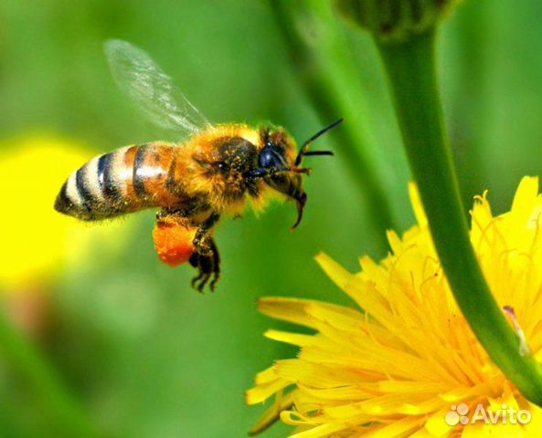 Пчёлы, пчелосемьи купить на Зозу.ру - фотография № 1