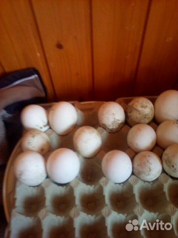 Яйцо гусинное инкубационное купить на Зозу.ру - фотография № 1