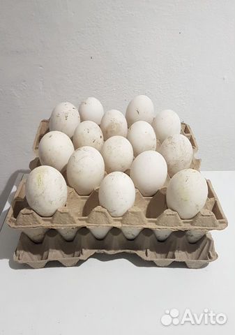 Гусиное инкубационное яйцо купить на Зозу.ру - фотография № 1