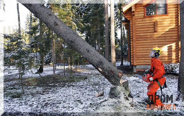 Кронирование, спил, удаление и валка деревьев