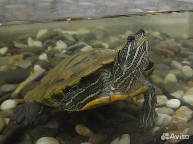 Черепаха+аквариум купить на Зозу.ру - фотография № 3