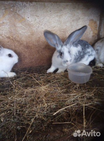 Животные Кролики купить на Зозу.ру - фотография № 4