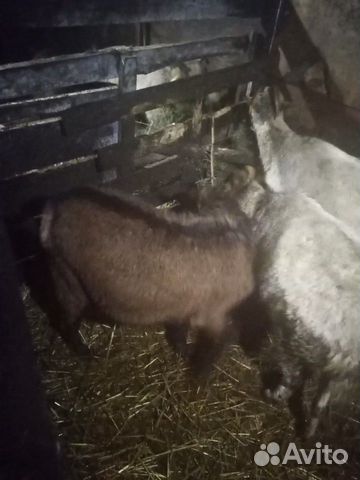 Обменяю коз и козлов на овец купить на Зозу.ру - фотография № 2