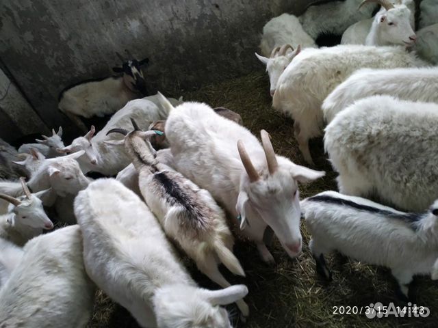 Продаю козы и козлята купить на Зозу.ру - фотография № 4