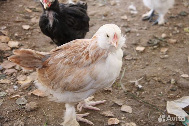 Цыплята фавероль,инкубац. яйцо купить на Зозу.ру - фотография № 1