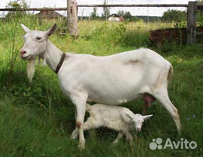 Чистокровные зааненские козы купить на Зозу.ру - фотография № 2