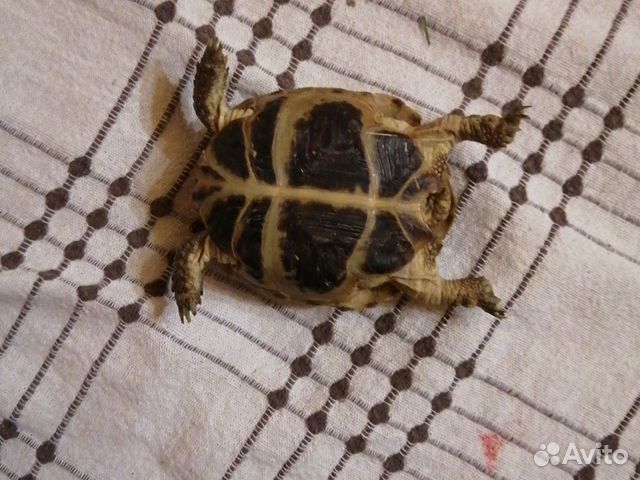 Сухопутная черепаха продаётся купить на Зозу.ру - фотография № 1