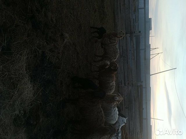 Оптом продаю чисто эдельбаевских овечек 2 барана п купить на Зозу.ру - фотография № 2
