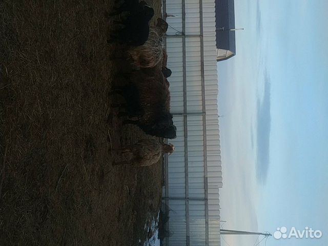 Оптом продаю чисто эдельбаевских овечек 2 барана п купить на Зозу.ру - фотография № 8