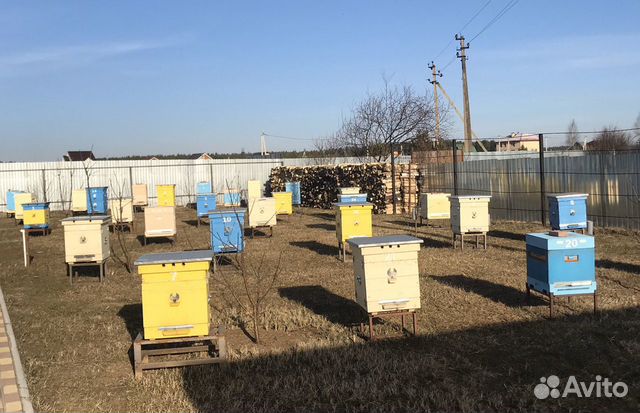 Пчелосемьи Бакфаст купить на Зозу.ру - фотография № 1