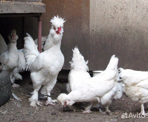 Инкубационное яйцо, Цыплята Павловская порода купить на Зозу.ру - фотография № 2