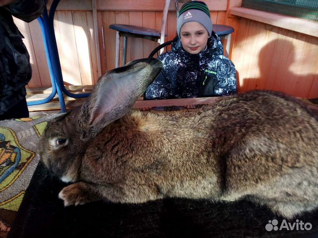 Рабочие племенные кролы купить на Зозу.ру - фотография № 1