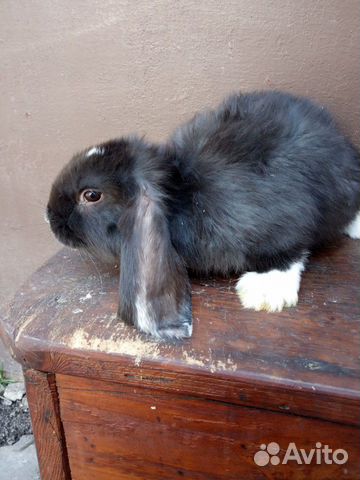 Кролик Французский баран купить на Зозу.ру - фотография № 5