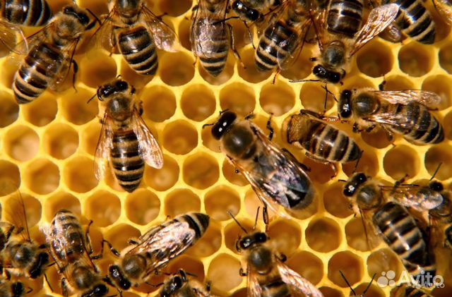 Пчелы, пчелопакеты, семьи (Дадан) купить на Зозу.ру - фотография № 1