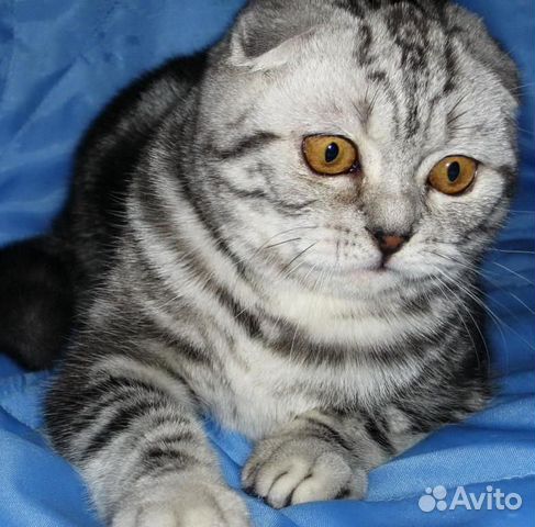 Шотландский кот купить на Зозу.ру - фотография № 1