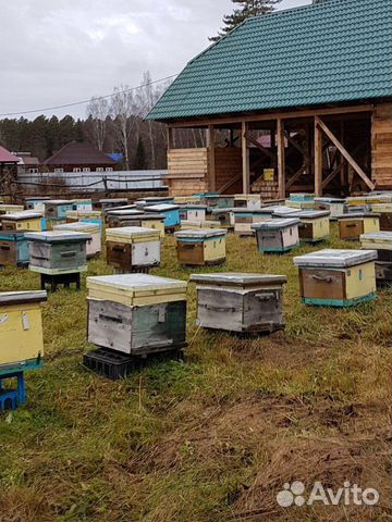Купить Улья Б У Тамбовская Область