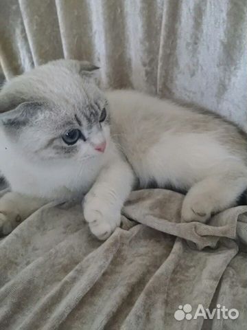 Продаётся кошка 8 месец купить на Зозу.ру - фотография № 3