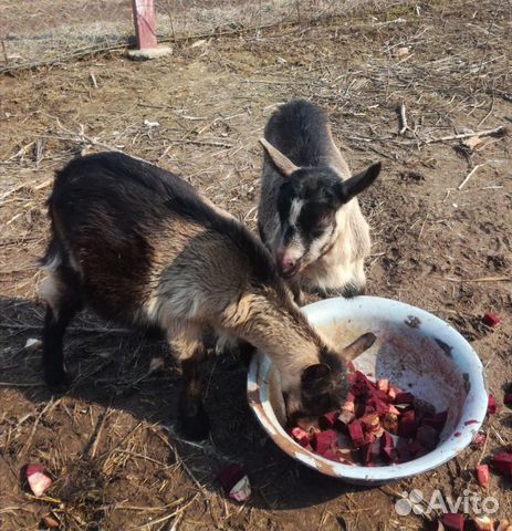Чешско-альпийские козы купить на Зозу.ру - фотография № 2