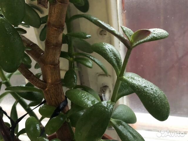 Толстянка денежное дерево