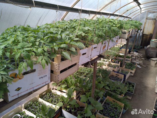 Рассада помидоры, перцы, баклажаны